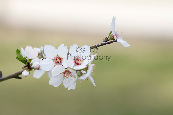 pasadena-real-estate-photographer-detail-kasi-hyrapett
