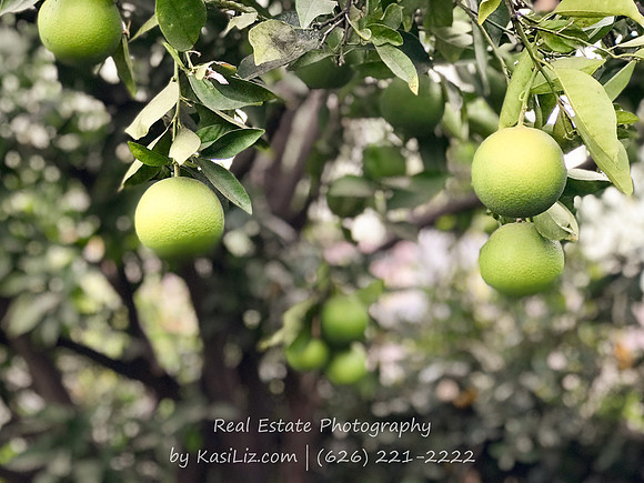 Real Estate Photographer | 10146 Live Oak Ave-Temple City | Kasi Liz The Real Estate Photographer
